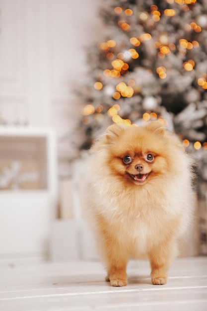 Spitz hond in het interieur van het nieuwe jaar op de achtergrond van een kerstboom