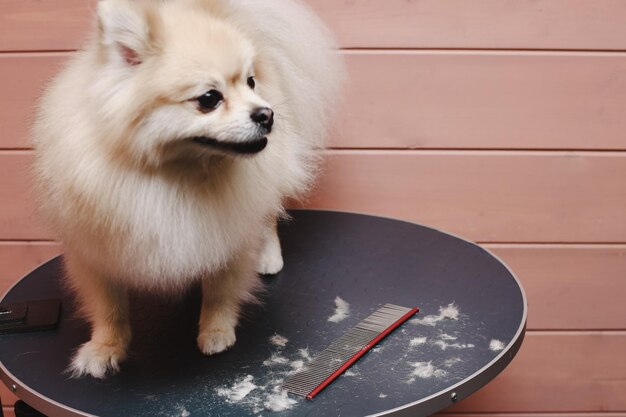 Foto spitz hond wordt gesneden door een groomer hond grooming concept