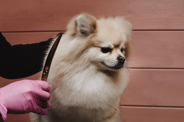 Foto spitz hond wordt gesneden door een groomer hond grooming concept