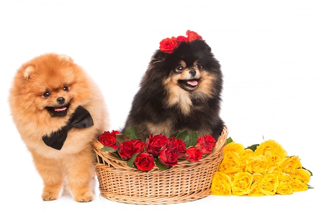 Spitz honden in de mand met bloemen