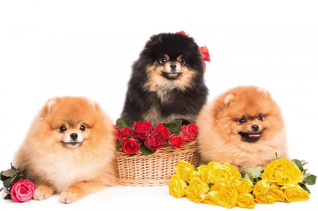 Spitz honden in de mand met bloemen