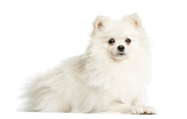 Spitz lying in front of a white wall