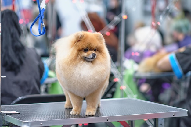 Spitz Pommeren hond met een prachtig getrimde halsband na het verzorgen