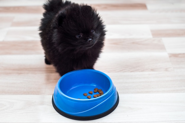 Spitz puppy eten op de keukenvloer