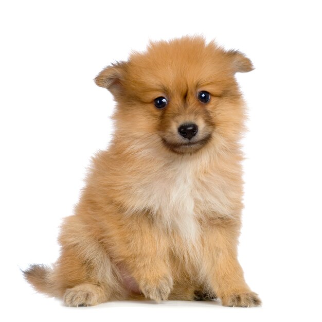 Spitz puppy portrait isolated