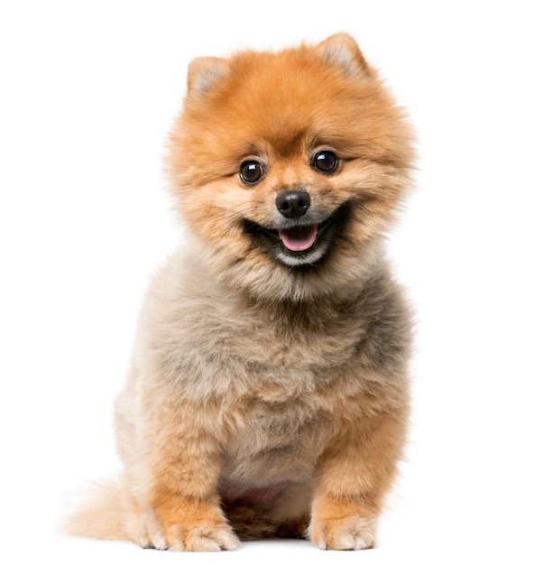 Spitz puppy sitting in front of a white wall