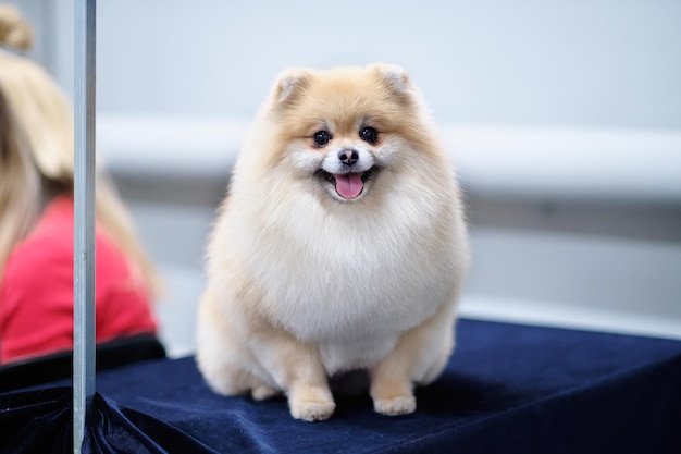 Spitz verzorgen Pommeren witte hond close-up na kapsel