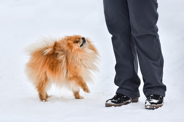 Spitz walking with owner