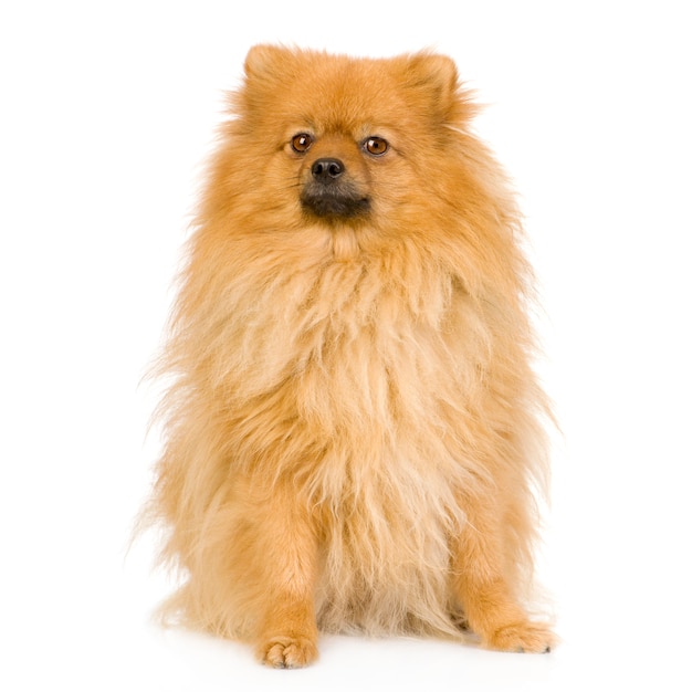 Spitz  with 3 years. Dog portrait isolated