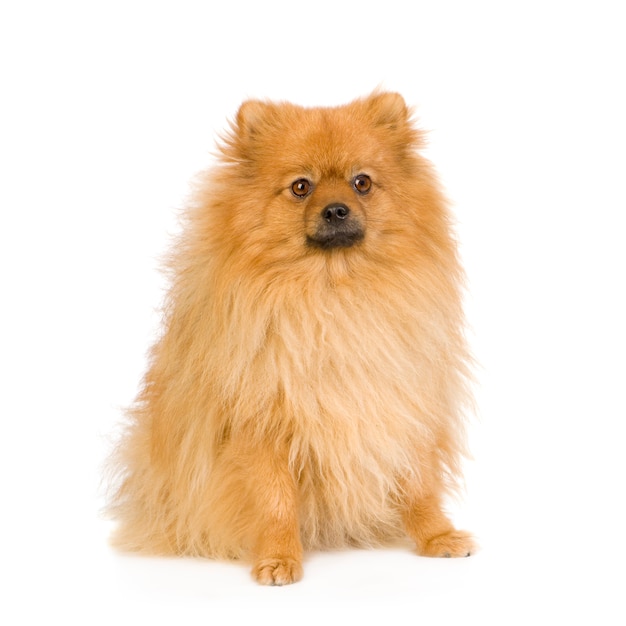 Spitz  with 3 years. Dog portrait isolated