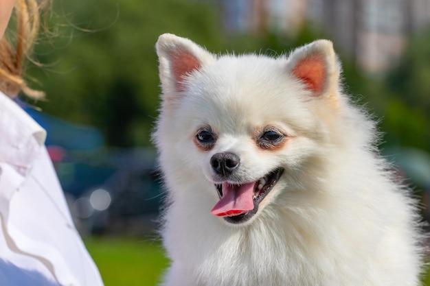 Spitz witte hond bij zijn minnares portret van een pluizige hond