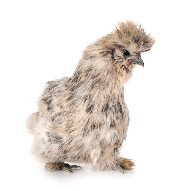 Splash Silkie voor witte muur