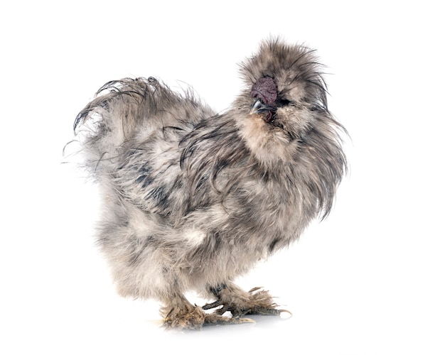 Foto splash silkie voor witte muur