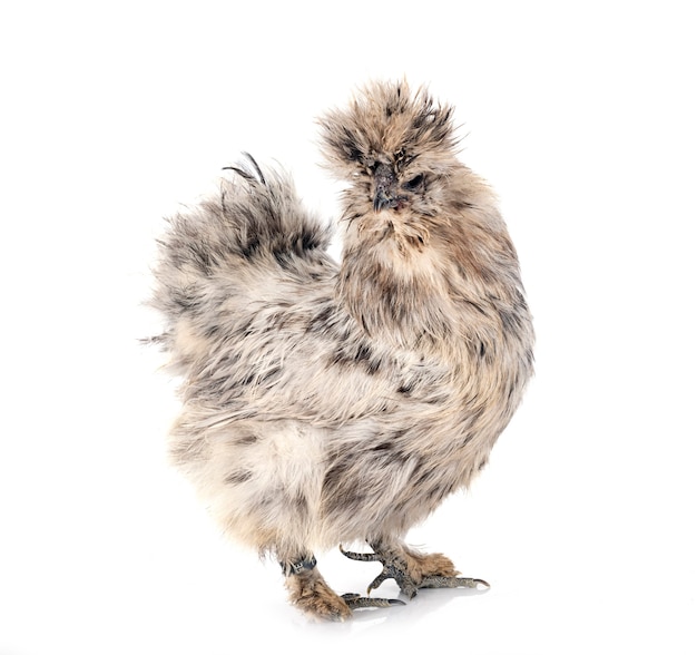 Splash Silkie