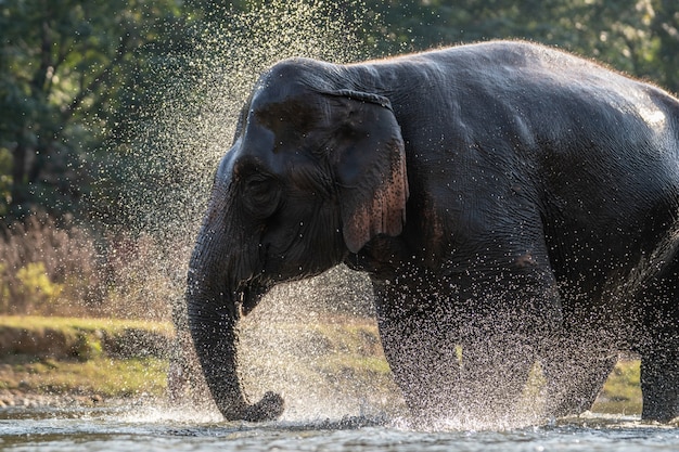 Splash water on elephant bath time.