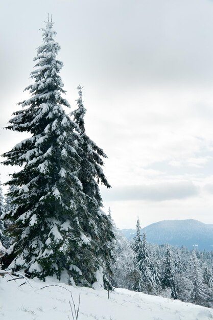 冬の素晴らしいアルプスの風景 暖かい日差しの下で森の雪が降る松の木の幻想的な凍るような朝 幻想的な山の高原 素晴らしい冬の背景 素晴らしいクリスマス シーン