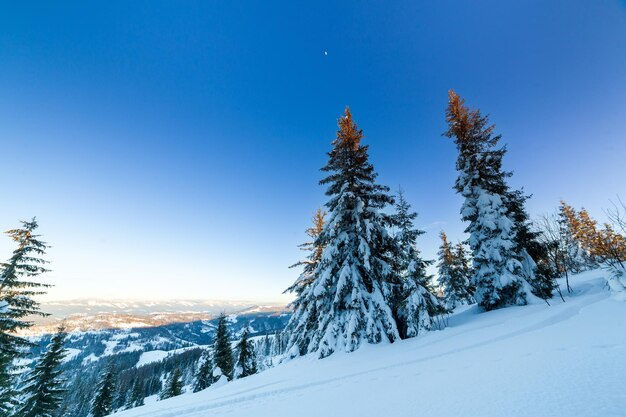 冬の素晴らしいアルプスの風景 暖かい日差しの下で森の雪が降る松の木の幻想的な凍るような朝 幻想的な山の高原 素晴らしい冬の背景 素晴らしいクリスマス シーン