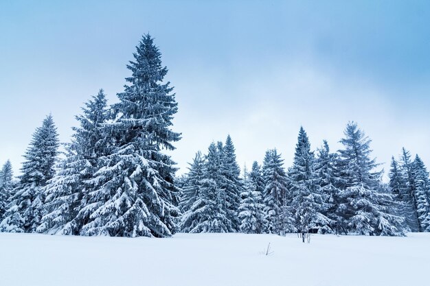 Splendid Alpine scenery in winter Fantastic frosty morning in forest snowcowered pine trees under warm sunlight Fantastic mountain highland Amazing winter background Wonderful Christmas Scene