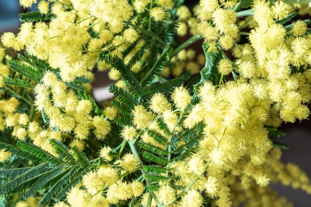 写真 女性の日を象徴する黄色いミモサの麗な花束