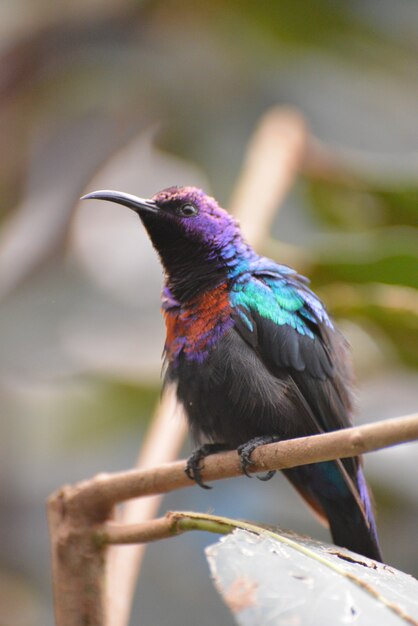 Splendid Sunbird (Cinnyris coccinigastrus) resting on a branch