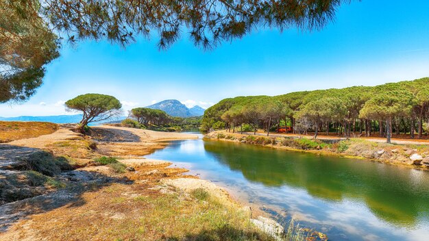 Photo splendid view of maritime pine trees and osala beach in national park stagno longu