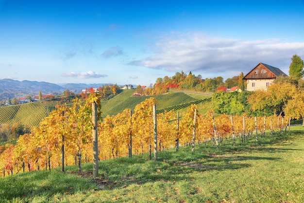 Splendid vineyards landscape in South Styria near Gamlitz