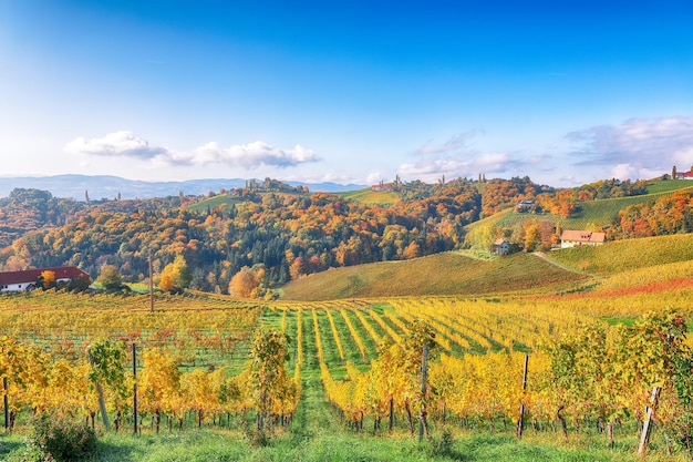 Splendid vineyards landscape in South Styria near Gamlitz