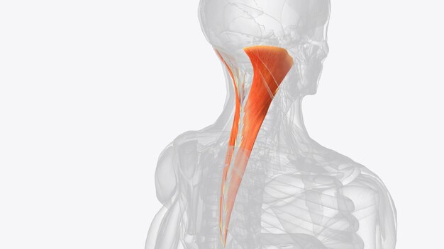 Photo the splenius capitis is a deep muscle of the neck