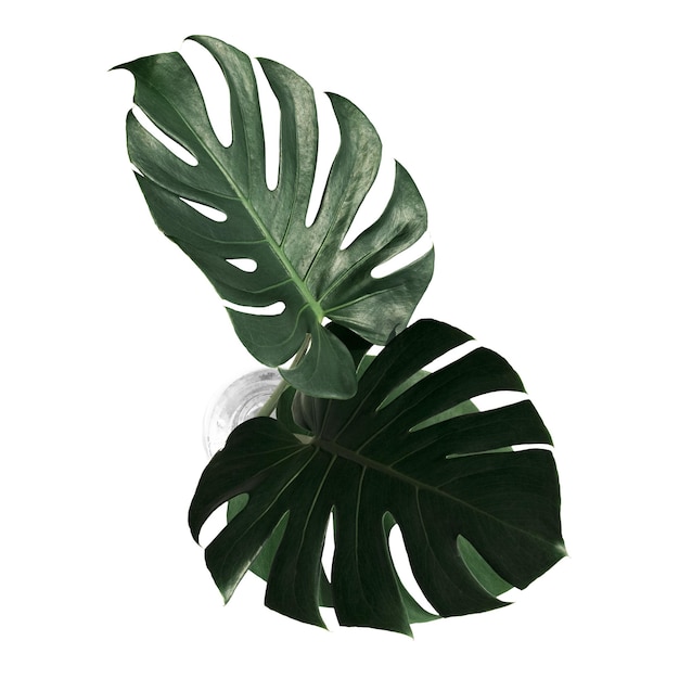 Split blad philodendron monstera plant element doorzichtig png