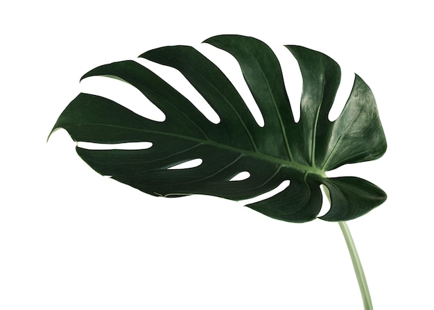 Split blad philodendron monstera plant element doorzichtig png
