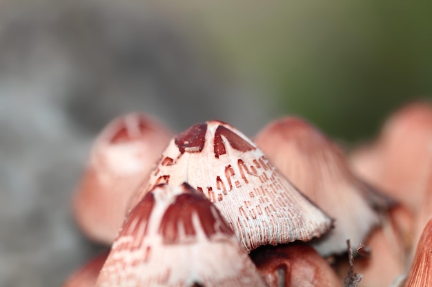 Split head chocolate mushroom