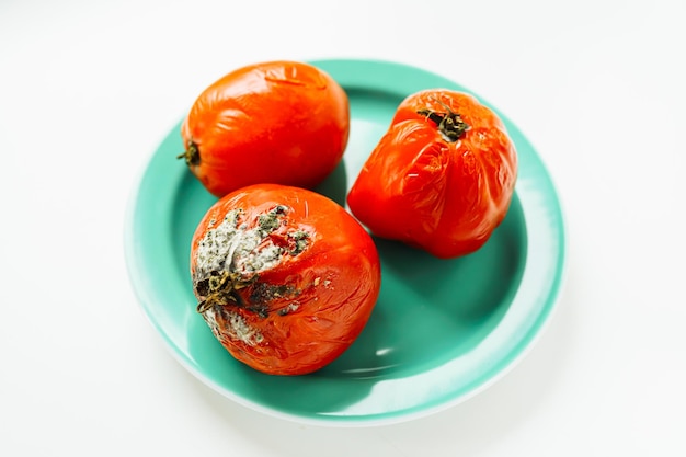 Spoiled food with fungus. red tomatoes with toxic mold, waste of old Lycopersicon, bad moldy