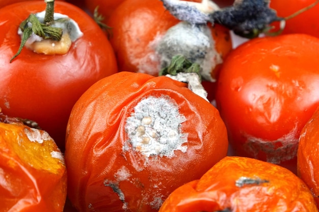 Spoiled rotten tomatoes rot mold on vegetables pile organic bio waste Food loss and food waste