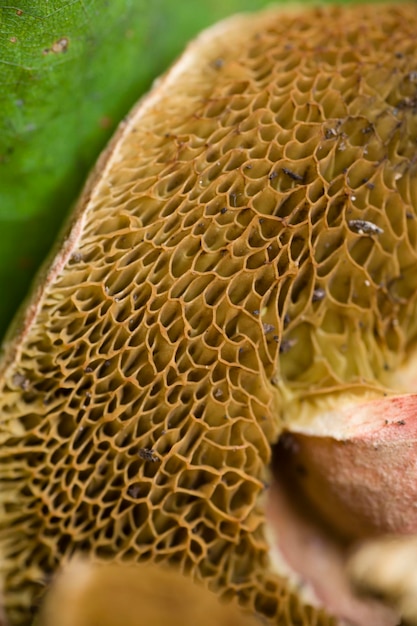 Photo sponge like mushroom gills