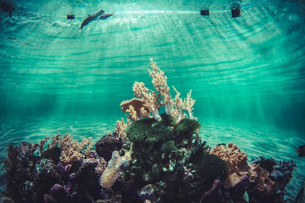 sponge, small coral reef ecosystem