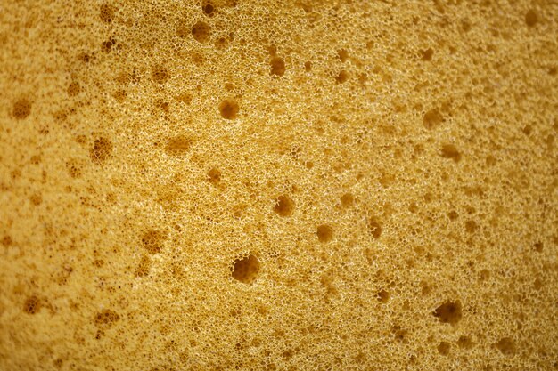 Sponge Texture Background. Closeup Macro Shot. Selective Focus