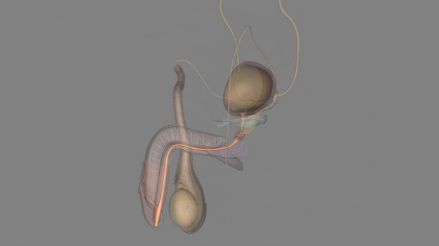 Foto l'uretra spugnosa è la parte più lunga dell'uretra maschile ed è contenuta nel corpo spongioso del pene.