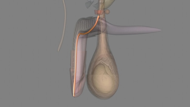 Photo the spongy urethra is the longest part of the male urethra and is contained in the corpus spongiosum of the penis spongy urethra