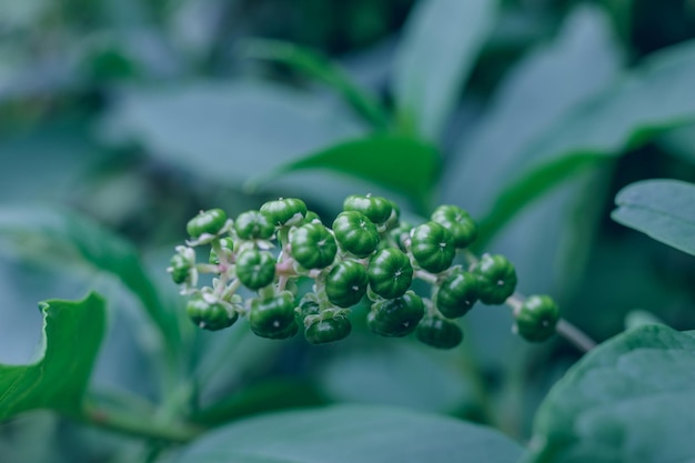 Photo spontaneous berries on a plant in summer