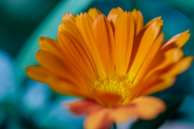 Foto una calendula spontanea