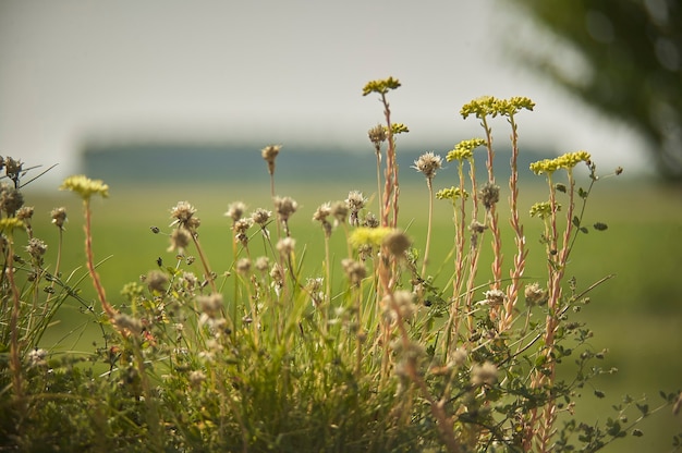 Спонтанная трава и полевые цветы посреди природы