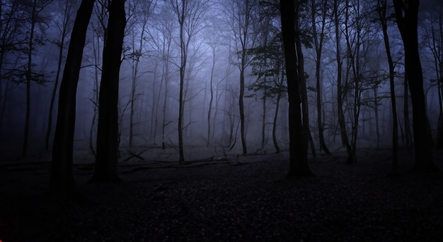 spookachtig bos 's nachts met duisternis