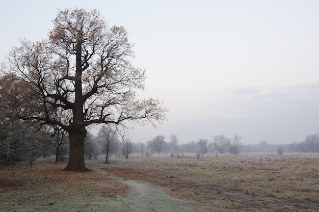 Spookachtig ogende en oude eik in de winter zonder bladeren, alleen zichtbaar door dichte mist.