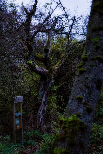 Photo spooky forest in lindenstruth germany