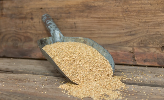 Spoon with millet for bird feed for sale in the forage