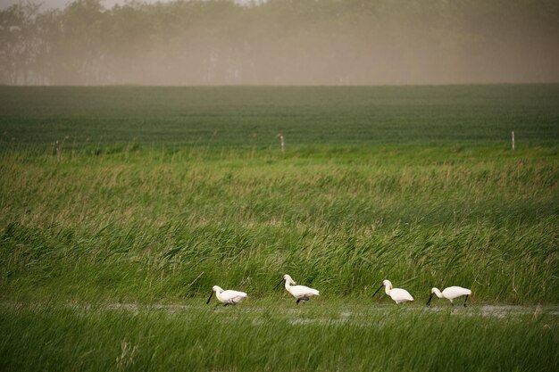 Photo spoonbills on the moorland