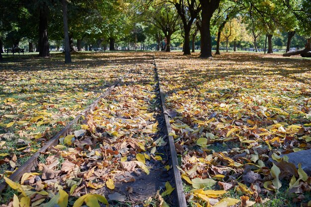 Spoorbanen met gevallen bladeren in een herfstlandschap