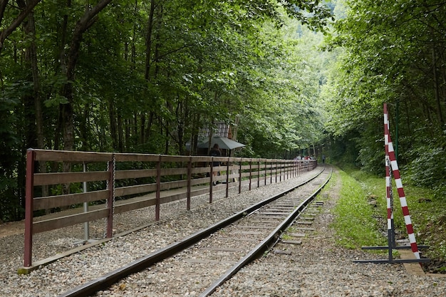 Spoorweg in het bos, zomer in het regenwoud