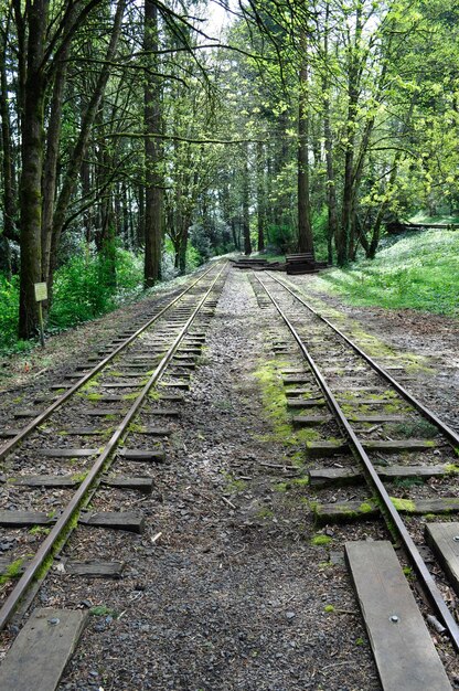 Foto spoorweg in het bos