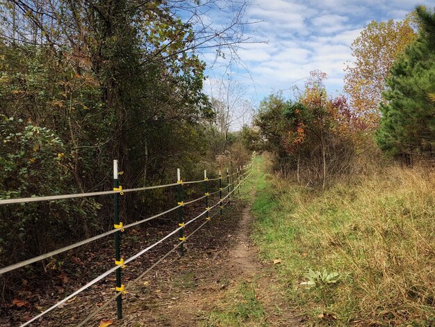 Foto spoorweg midden in bomen tegen de lucht